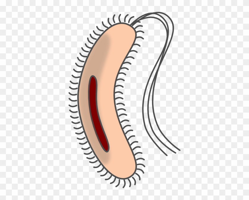 E Coli Clip Art #1732695