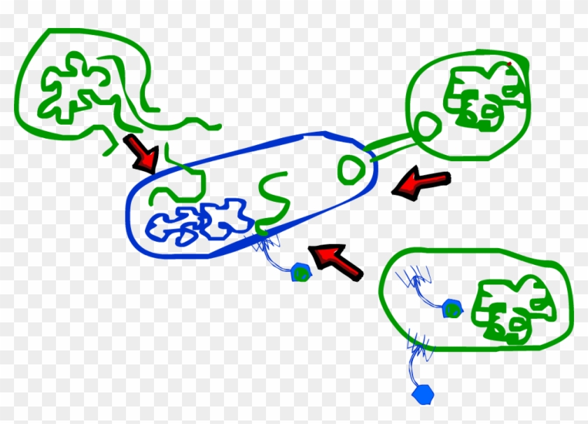 Transformation , Plasmid Transfer And Accidental Bacteriophage - Transformation , Plasmid Transfer And Accidental Bacteriophage #1732697