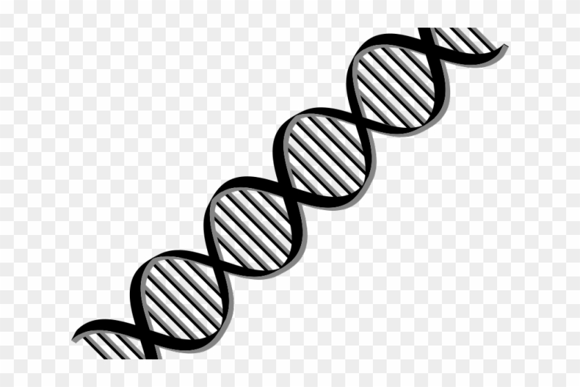 Dna Structure Clipart Anatomy Class - Transparent Dna Png #1732698