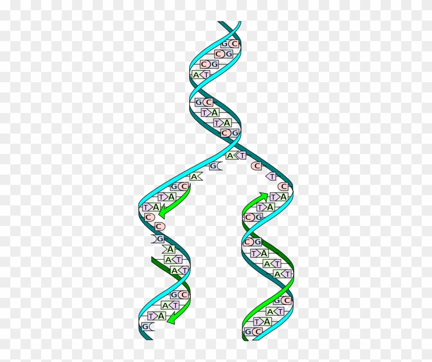 Dna Replication Split - Dna Replication #1732700