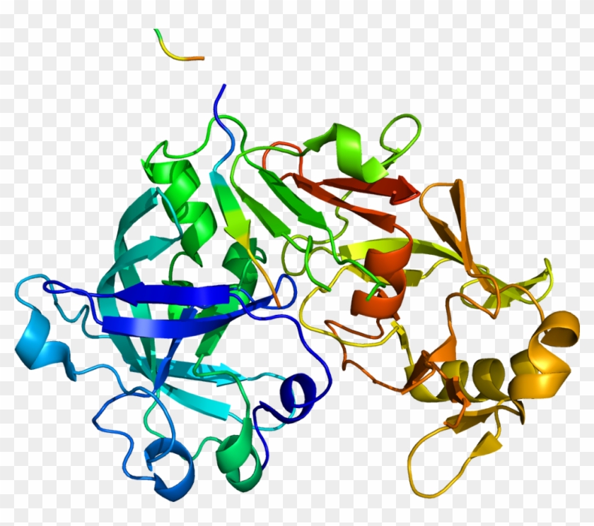 Cathepsin E Full Size PNG Clipart Images Download cathepsin-e-full-size-png-clipart-images-download