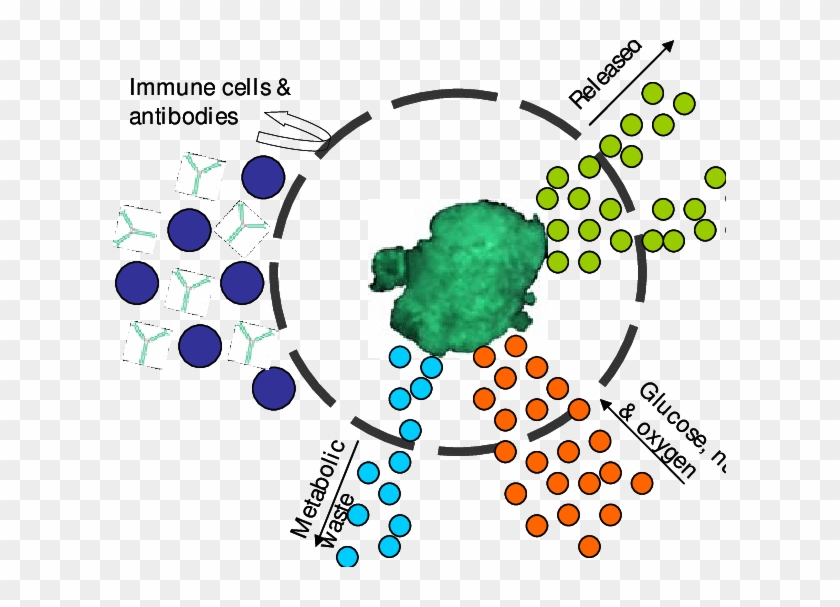 The Semi-permeable Membrane Allows The Diffusion Of - Diagram #1733689