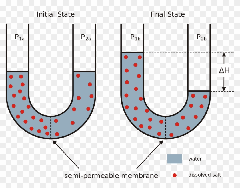 The Diffusion Of Water Through A Selectively Permeable - Semipermeable Membrane #1733707