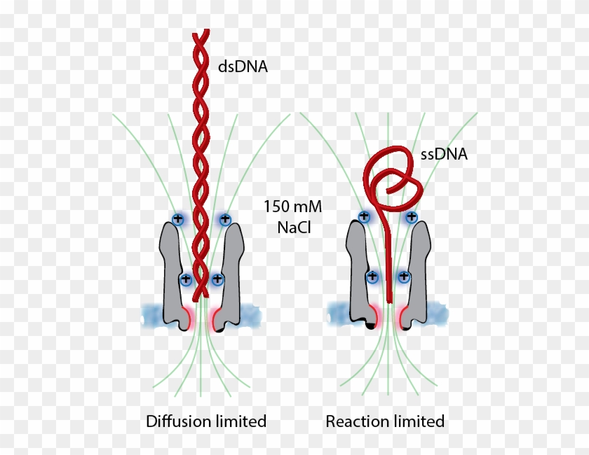The Translcoation Of Dna Across Clya Nanopores Required - The Translcoation Of Dna Across Clya Nanopores Required #1733748