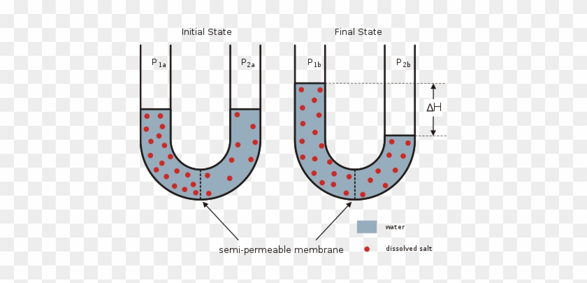 Water Passing Through A Semi-permeable Membrane - Semipermeable Membrane #1733860