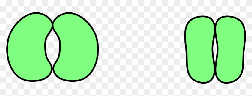 Difference Between Turgidity And Flaccidity - Stomata Diagram Without Label #1733920