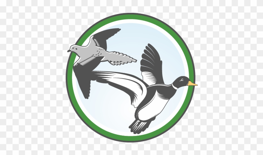 Click Here To Obtain Your No Cost Hip Permit - Duck #1734148