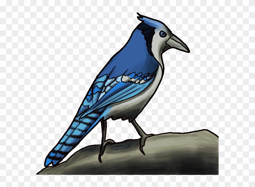 Jay Clipart Realistic Bird Easy Blue Jay Drawing Free Transparent Png Clipart Images Download