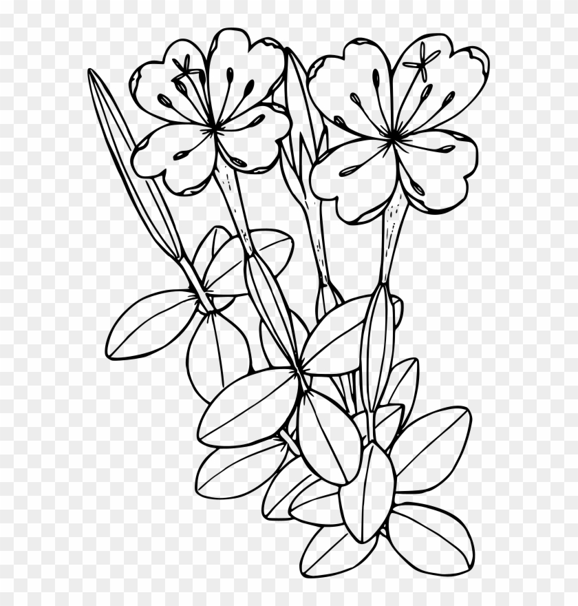 Medium Image - Flower Line Drawing Transparent #1734426