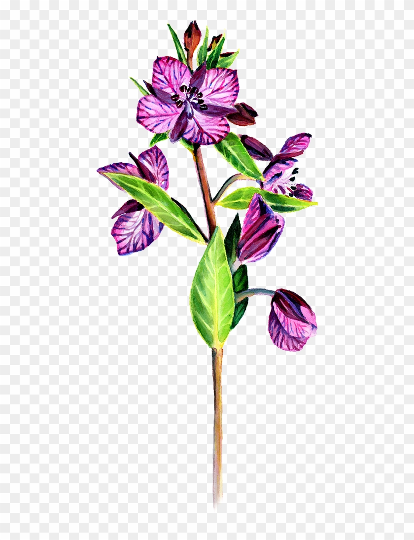 Fireweed Drawing - Rosa Glauca #1734438