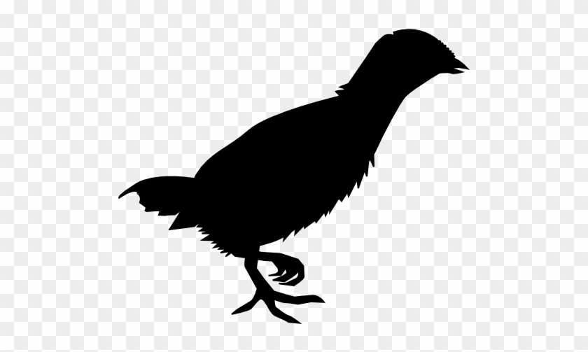 Chicken Clipart Chicken Landfowl Kifaranga - Phasianidae #1734493