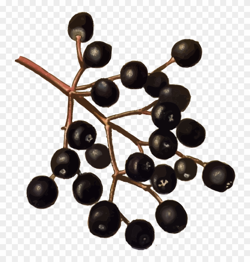 Clip Art Clipart Elderberries Medium Image - Clip Art Elderberry #1734869