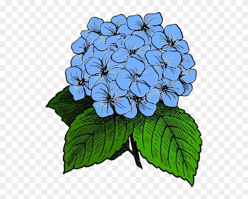 French Hydrangea Drawing Clip Art Transprent Png - Hydrangea Clip Art #1736009