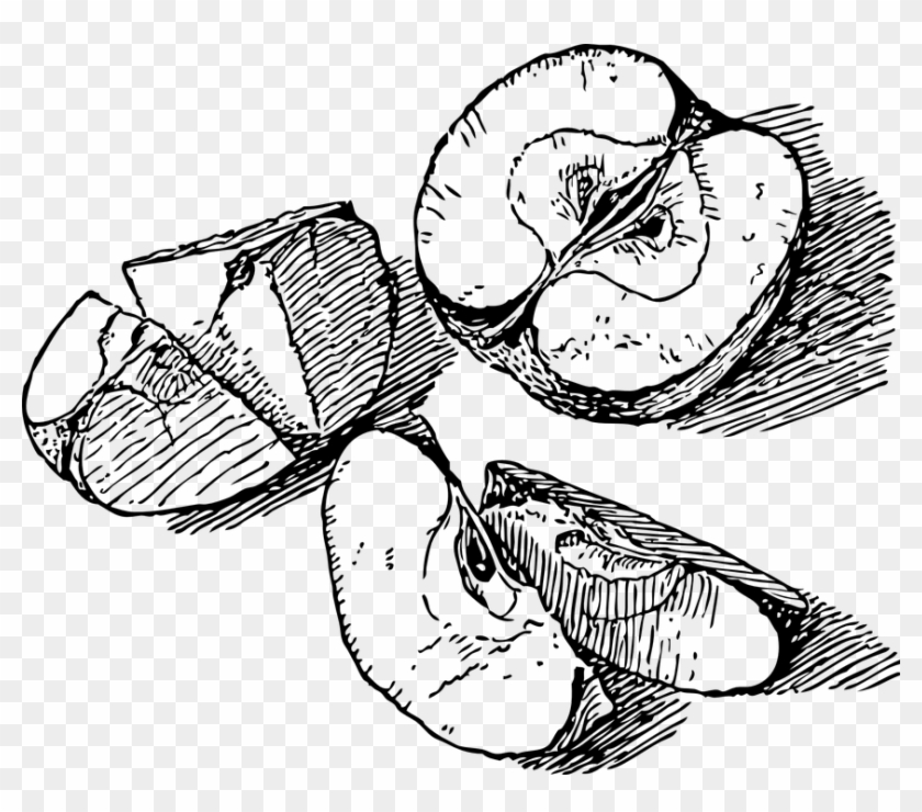 Drawn Apple Apple Slice - Apple Slice Drawing #1736169
