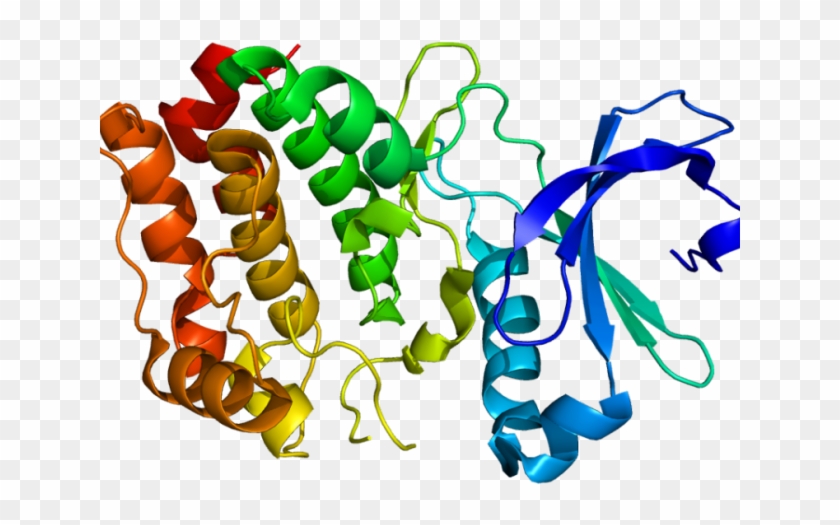 Molecules Clipart Science Class - Serine Threonine Kinase Protein Stk11 #1736446