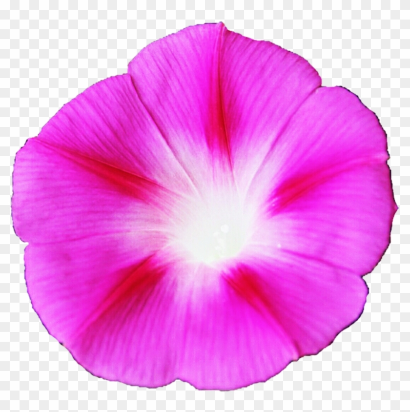 Pink Morning Glory By Jeanicebartzen27 Pink Morning - Morning Glory #1736478