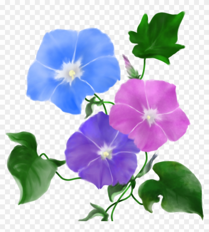 #morning Glory #flower - Periwinkle #1736479