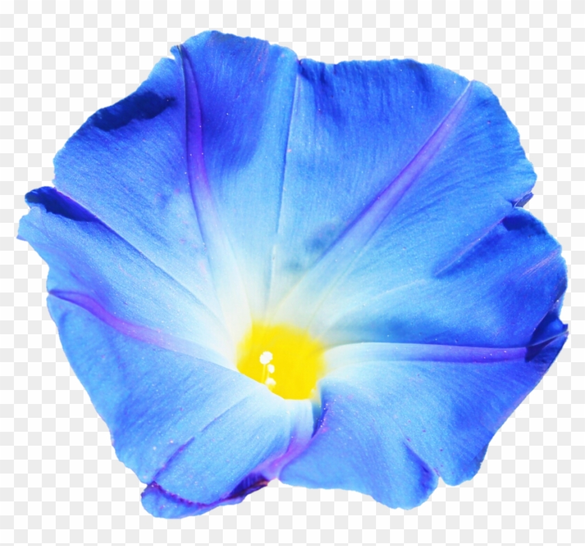 Sky Blue Morning Glory By Jeanicebartzen27 - Morning Glory Transparent Background #1736480