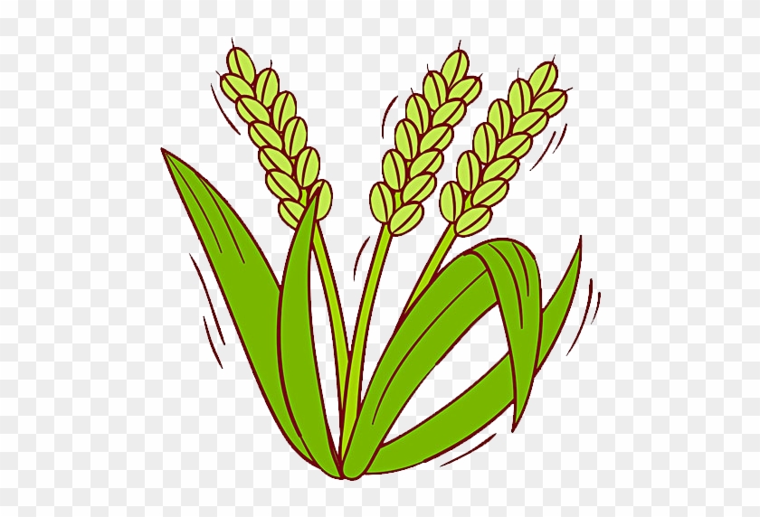 Oryza Sativa Cereal Clip Art Transprent Png Ⓒ - Dibujo De La Planta De Arroz #1736818