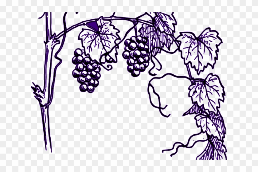 Grapes Clipart Vine Clip Art - Grapes Plant Drawing Easy #1736955
