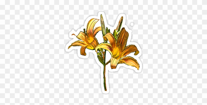 Artist's Description - Orange Lily #1737045