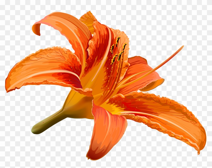 Vector Library Stock Flower Hibiscus Transprent Png - Lily Flower And Hibiscus #1737064
