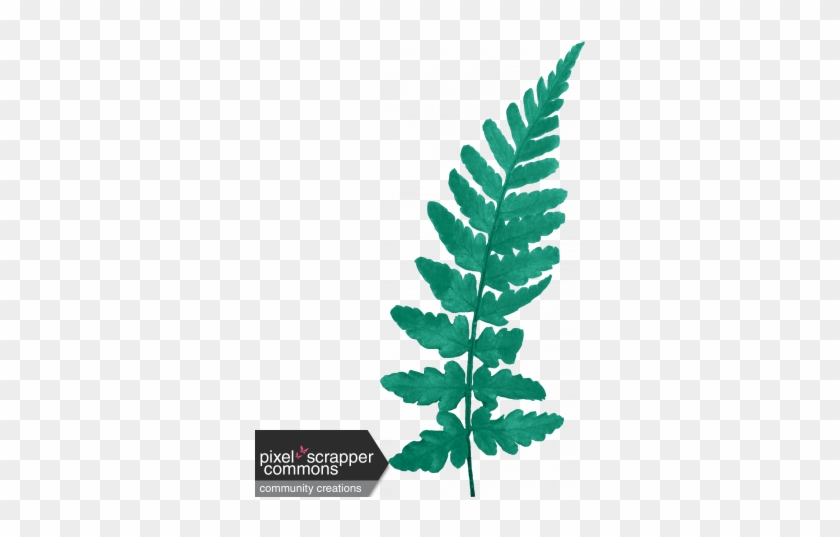 456 X 456 3 - Ostrich Fern #1737193