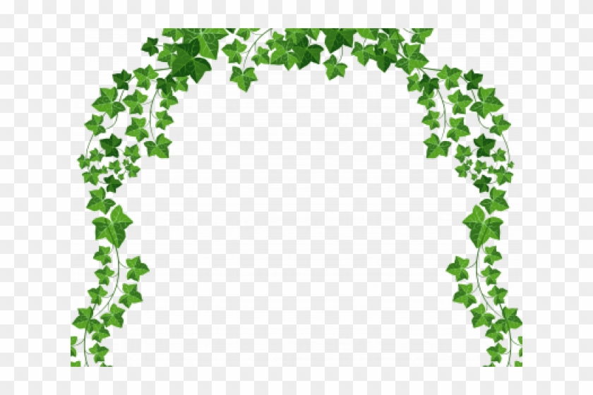 Ivy Clipart Straight - Transparent Vines Clipart #1737214