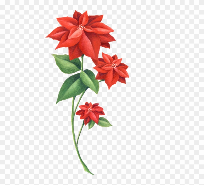 Red Flowers, Trust, Flowers - Poinsettia #1737485