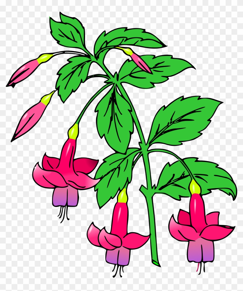 Big Image - Fuchsia Clipart #1737753