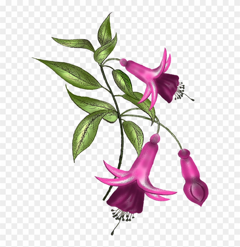 Flowers Fuchsia Vector - Fuchsia #1737760