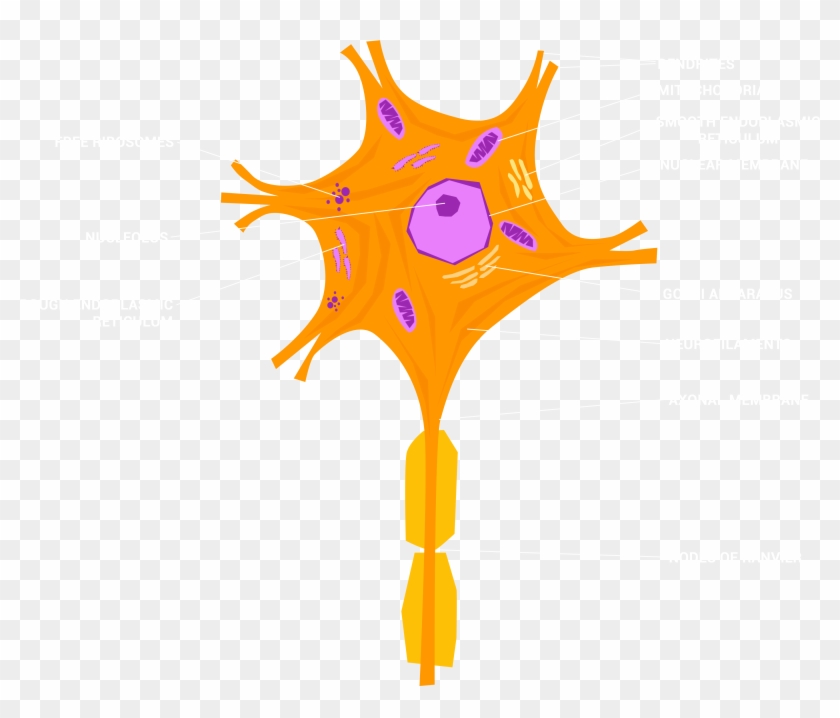 Download Neuron Image - Small Neuron #1738688