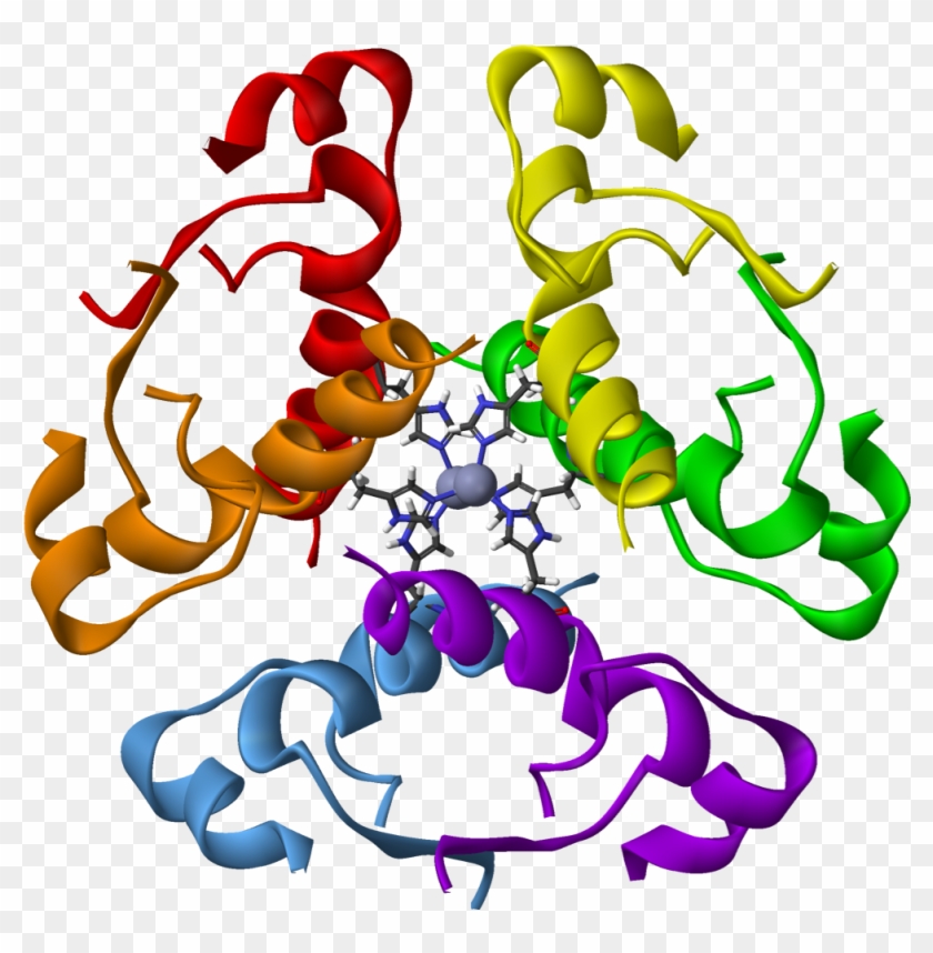 Ribbon Diagram Of The 2-zn Insulin Hexamer - Human Insulin Protein #1739477