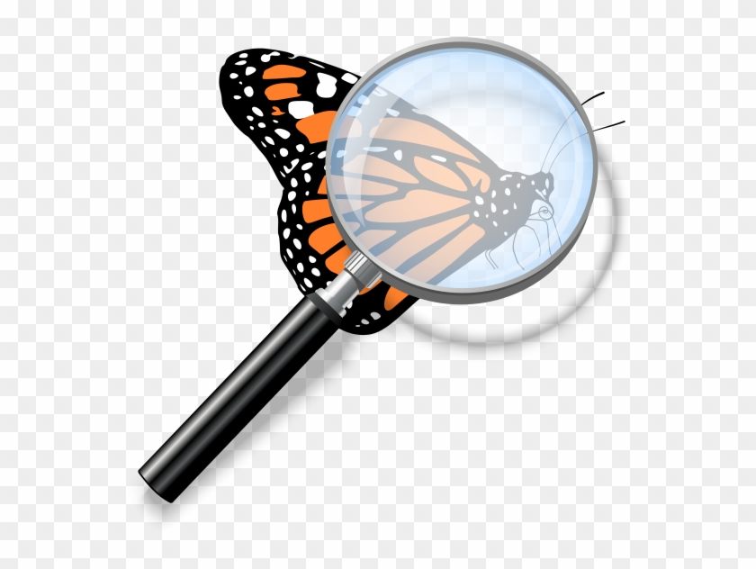 Need An Identification - Transparent Background Monarch Butterfly Clipart #1739611