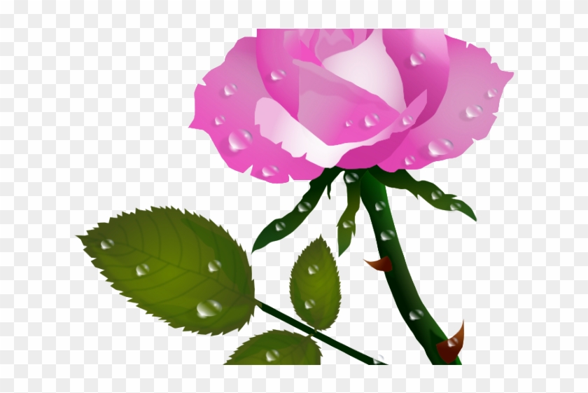 Pink Rose Clipart Public Domain - Flower Water Drops Png #1739850