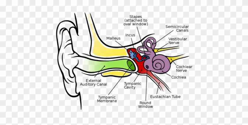 500 X 375 2 - Hearing System In Human #1739892