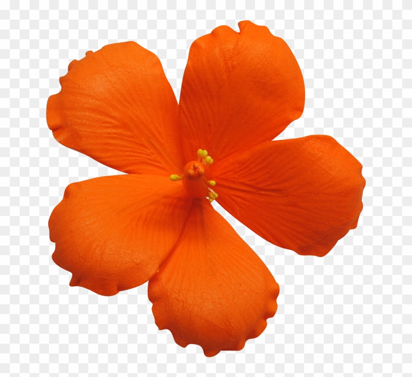 Hibiscus Per Box Wholesale Sugar Flowers - Hibiscus #1739900