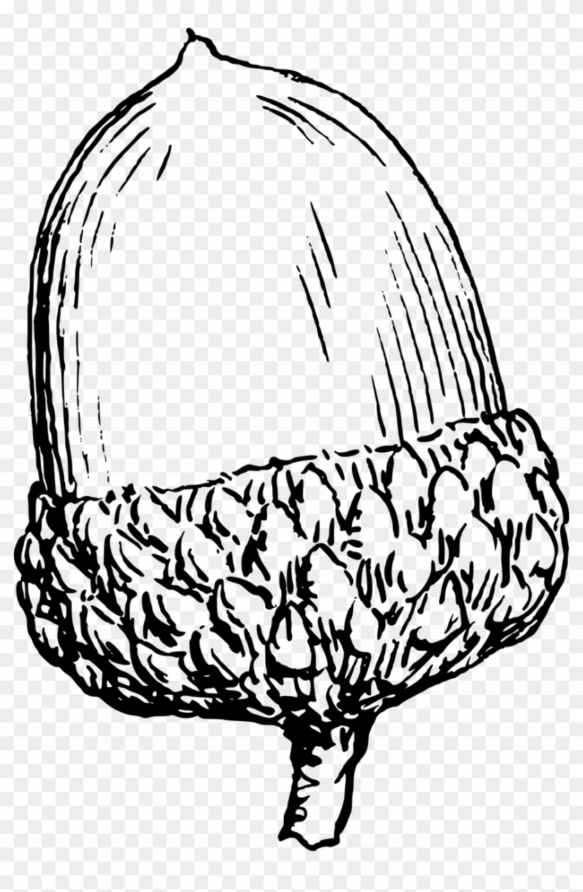 Acorn Clip Art #1739951