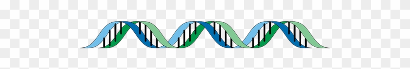 Dna - Adn Y Arn Png #1740850