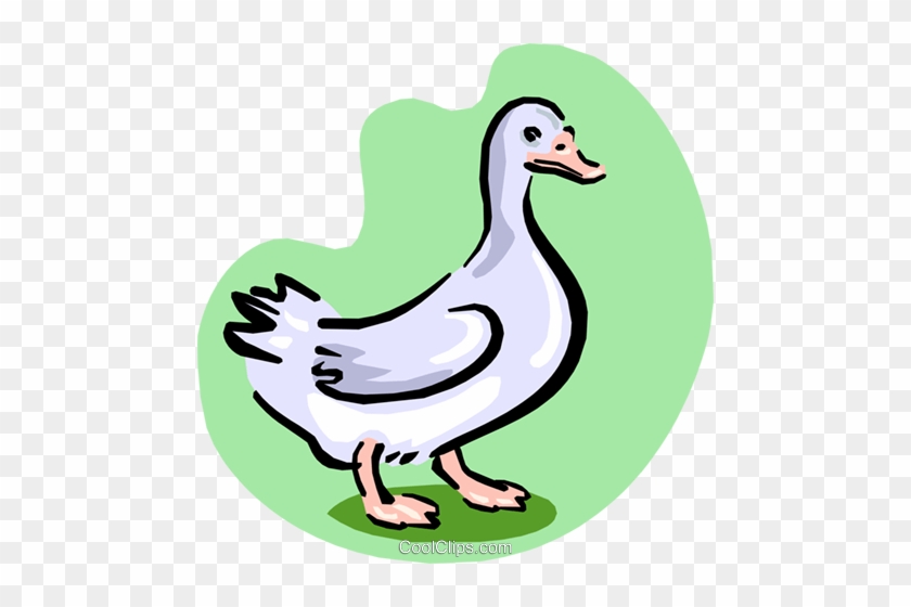 White Goose Royalty Free Vector Clip Art Illustration - Goose Animated #1741114