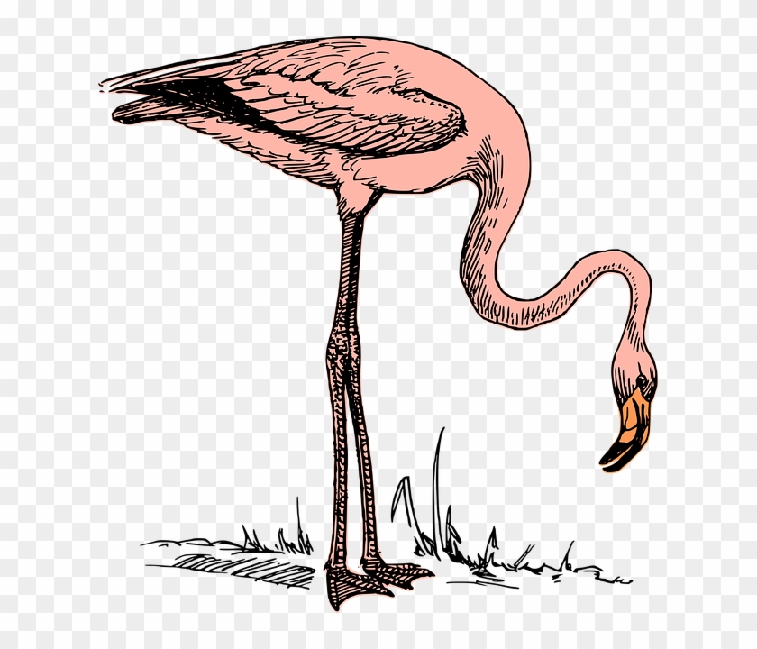 Flamingo Clip Art #1742576