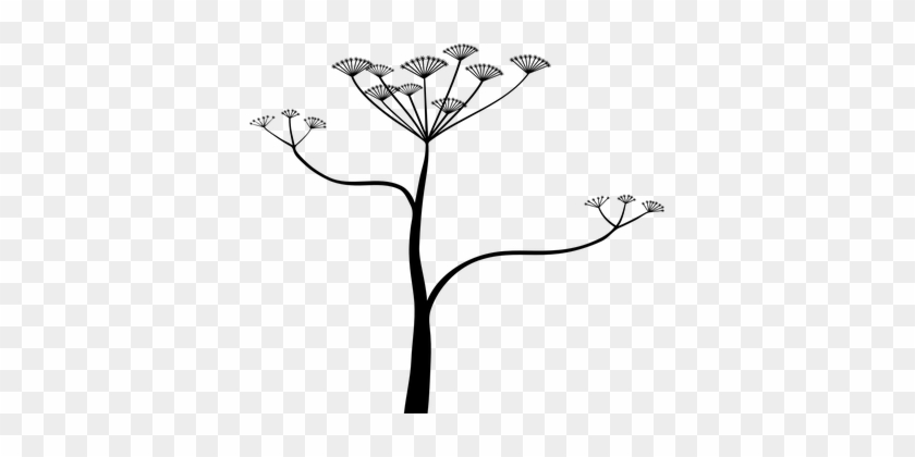 Herb, Plant, Flower - Cicuta Png #1743046