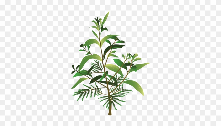 Ian Symbol Acacia Koa - Quy Trình Nuôi Cấy Mô Keo Lai #1743052