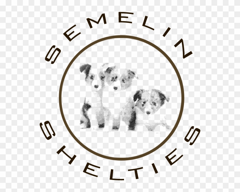 Shetland Sheepdog Laila Semelin - Shetland Sheepdog Hvalpe Logo #1743335