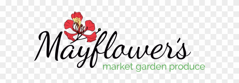 Mayflower Market Gardens Is A Small-scale Family Run - Mayflower Market Gardens Is A Small-scale Family Run #1743635