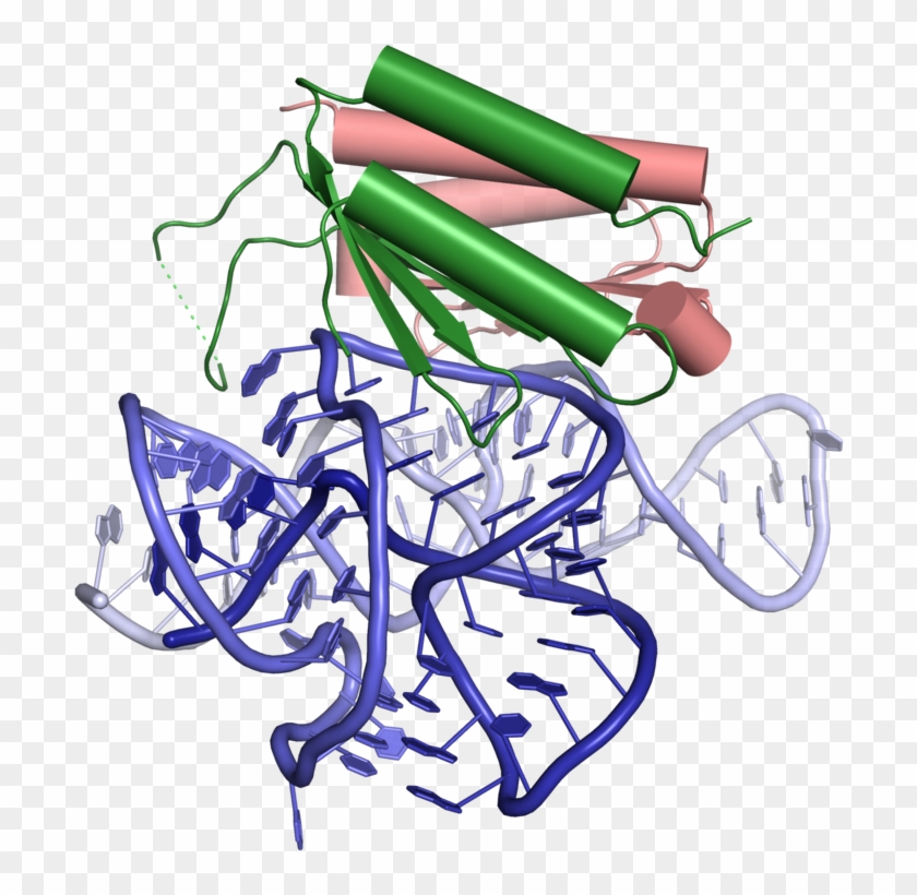 The Crystal Structure Of An Alu Ribonucleoprotein - Drawing #1743987