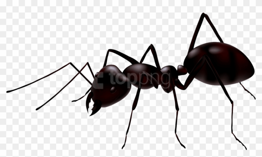 Download Ant Clipart Png Photo - Ant Png #1744288