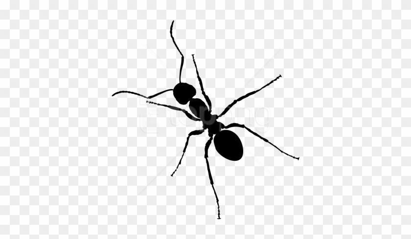 Download Ant Clipart Png Photo - Clipart Ants #1744289