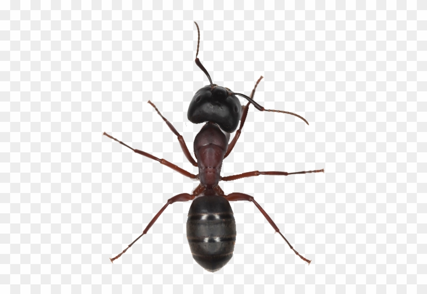 Png Image With Background - Ant Png #1744313