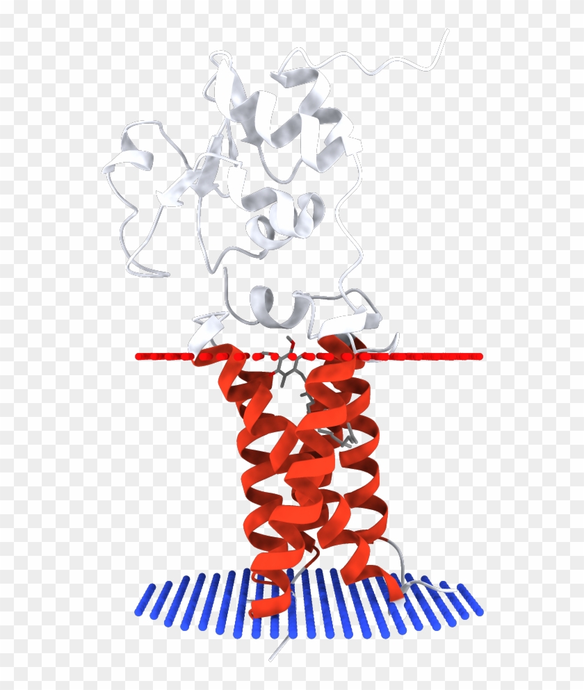 Transmembrane Regions Opm - Illustration #1744534